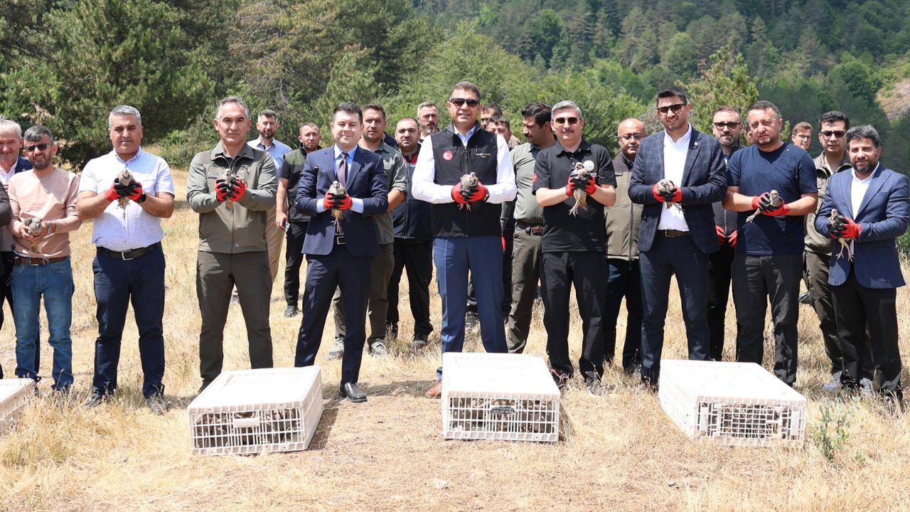 Düzce’de Yaban Hayatına Destek 500 Kınalı Keklik Doğaya Salındı