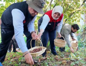 Düzce’de ”Kestane Hasat Şenliği” Coşkusu