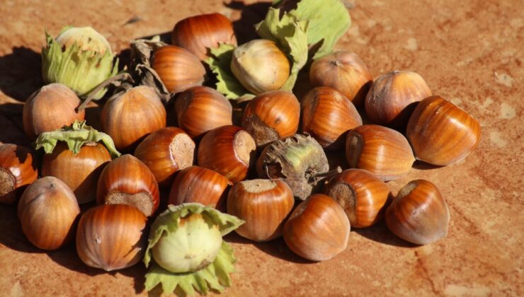 Karadeniz’de Fındık Hareketliliği; Düzce’de Fiyatlar Yükseliş Eğiliminde