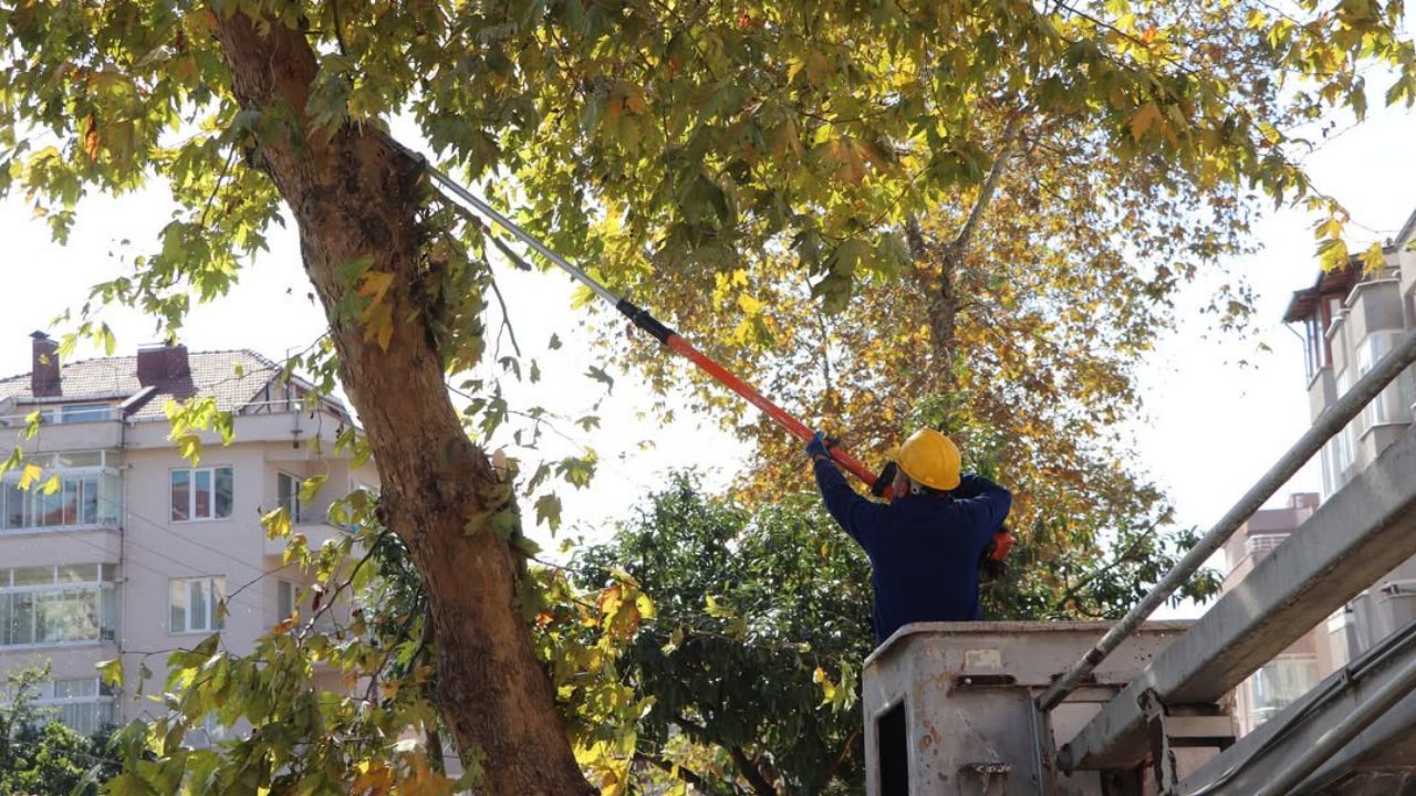Akçakoca’da Ağaçlara Sonbahar Bakımı Başladı