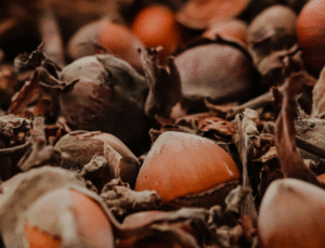 Düzceli Fındık Üreticileri Serbest Piyasa Fiyatlarına Tepkili