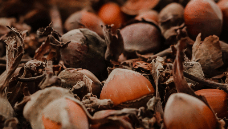 Düzceli Fındık Üreticileri Serbest Piyasa Fiyatlarına Tepkili