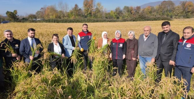 Düzcede Çeltik Hasat Şenliği Gerçekleştirildi
