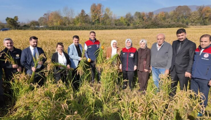 Düzcede Çeltik Hasat Şenliği Gerçekleştirildi