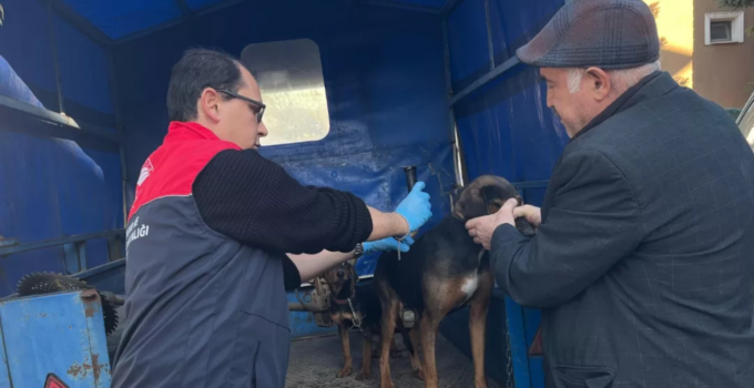 Yığılca’da Sahipli Hayvanların Kimliklendirme ve Aşılama Çalışmaları Sürüyor