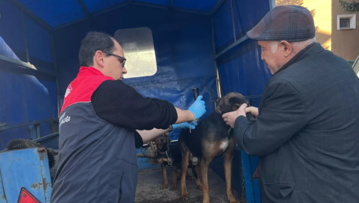Yığılca’da Sahipli Hayvanların Kimliklendirme ve Aşılama Çalışmaları Sürüyor