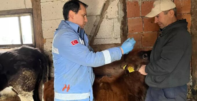 Yığılca’da Büyükbaş Hayvanlarda Şap ve Brucelloz Aşılamaları Gerçekleştirildi