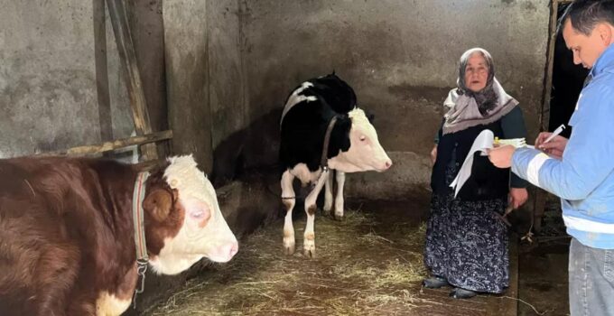 Yığılca’da Düşen Küpeler Yenileniyor, Buzağılar Kayıt Altına Alınıyor