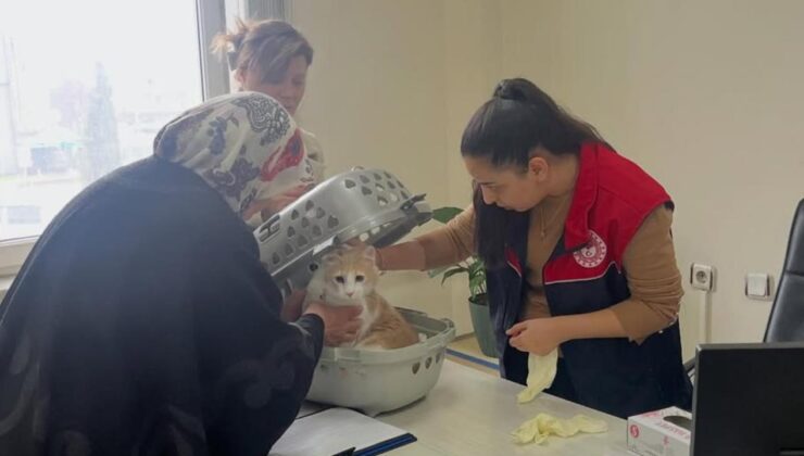 Cumayeri’nde Sahipli Hayvanlara Mikroçip ve Kuduz Aşısı Seferberliği