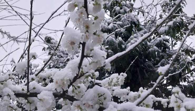 Kaynaşlı’da Erik Ağacı; Kar Altında Kartpostallık Görüntü Oluşturdu