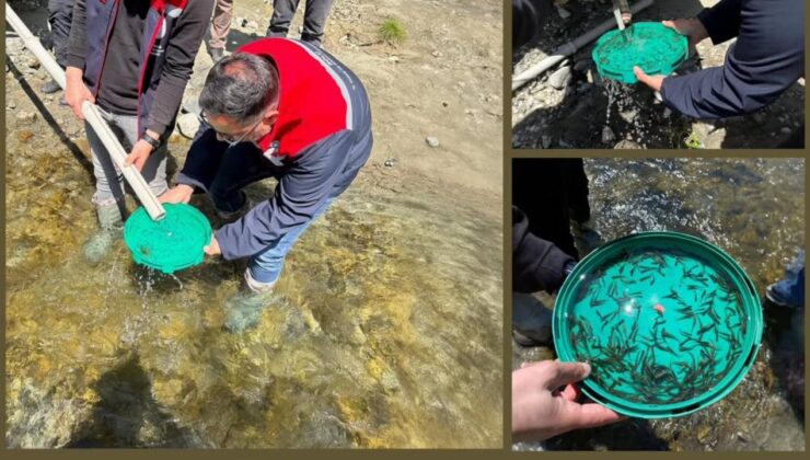 Yığılca’daki Derelere 50 Bin Kırmızı Benekli Alabalık Bırakıldı